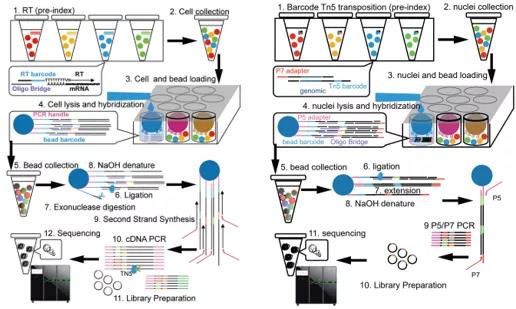 3-High-throughput Microwell-seq 2.0 profiles massively multiplexed chemical perturbation.png
